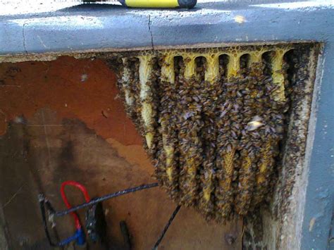 bees in electrical box and keep them out|moving bees out of meter box.